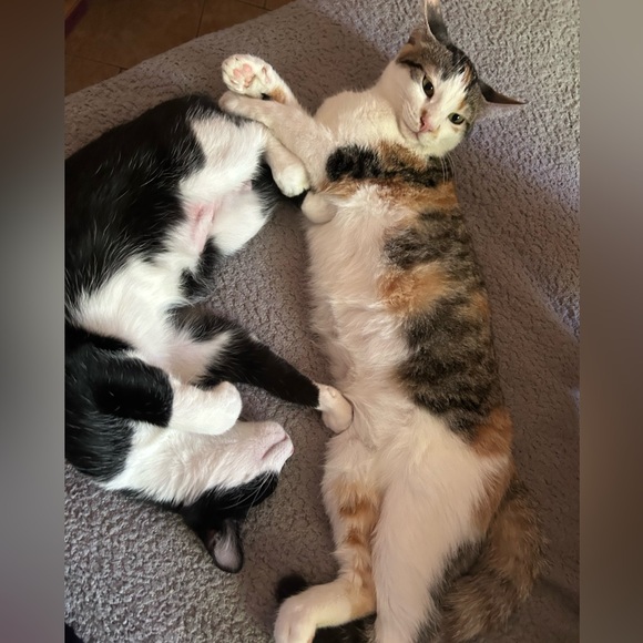 Meet your Posher, Paisyn - Picture 11 of 13